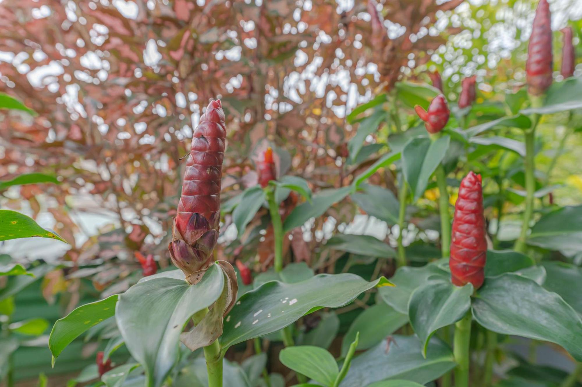 Udupi Homestay Garden Villa Eksteriør bilde